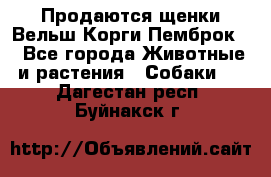 Продаются щенки Вельш Корги Пемброк  - Все города Животные и растения » Собаки   . Дагестан респ.,Буйнакск г.